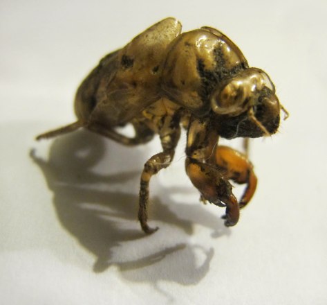 Cicada18Web.jpg