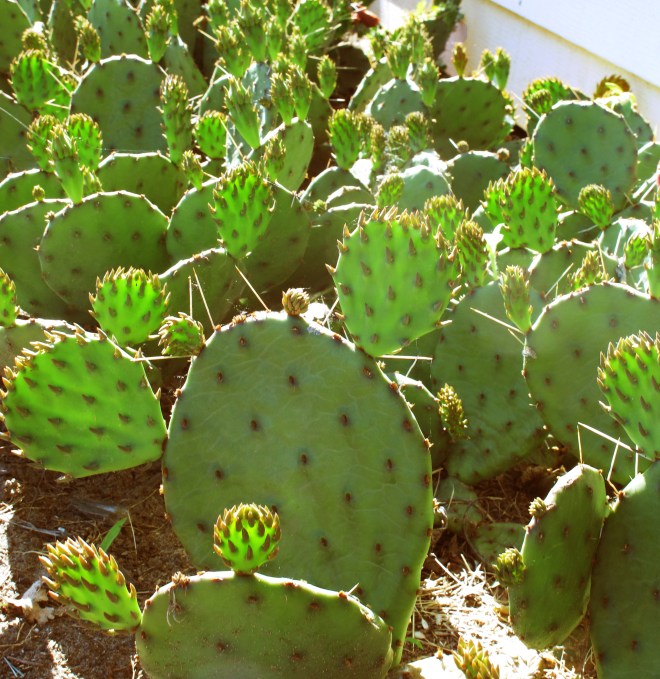 Cacti.jpg