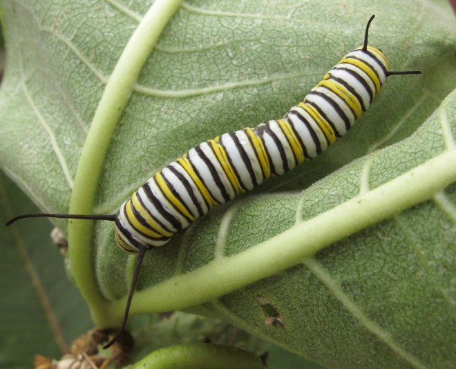 MonarchCaterpillar.jpg